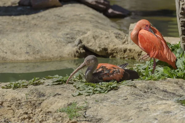 Ibis brillant et ibis écarlate au bord du lac. Paysage naturel — Photo