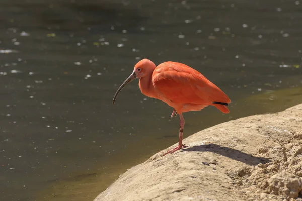 Scarlet ibis, Eudocimus ruber está no lago — Fotografia de Stock