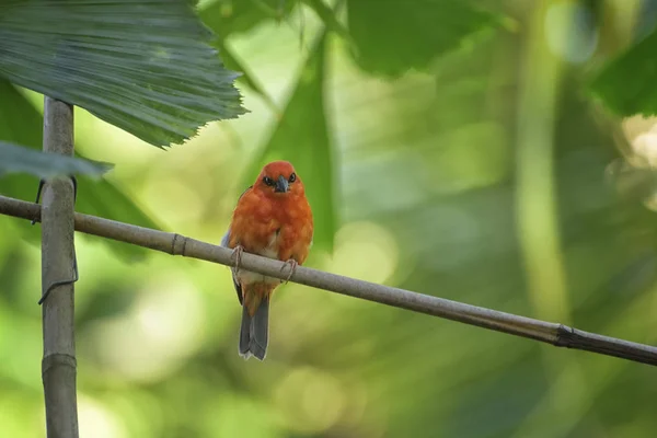 마다가스카르 붉은 사료, 지점에 푸디아 마다가스카리엔시스. 사바나 새 — 스톡 사진