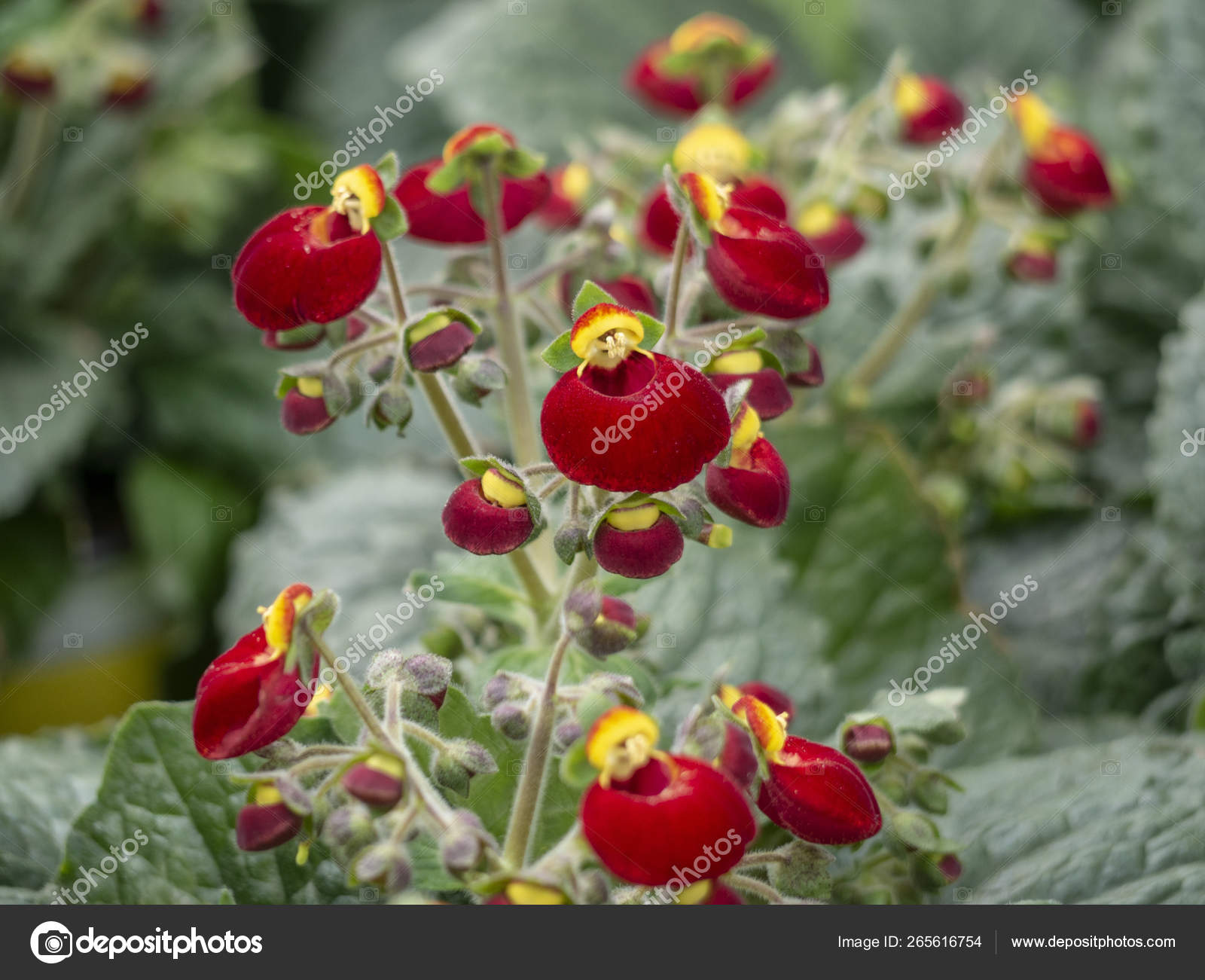 Ladies Purse Flower Image & Photo (Free Trial) | Bigstock