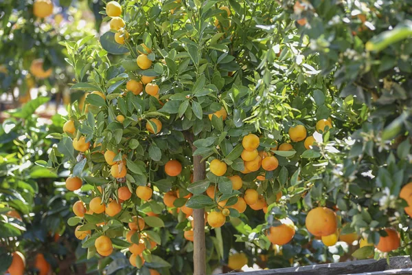 Calamondin Viva Verde, Citrus Madurensis citrus hybrid predominantemente. Piccoli agrumi per alimenti e bevande — Foto Stock