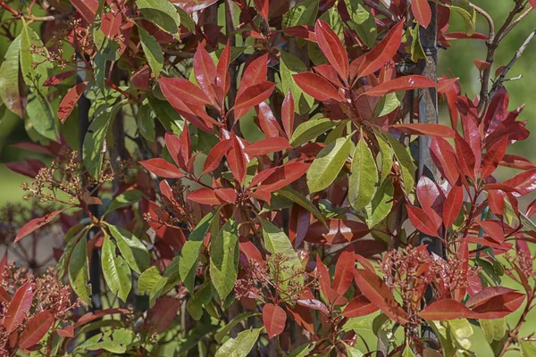 Fraser Photinia, Photinia x fraseri. Kentsel ve bahçe manzaralar için zengin kırmızı-yeşil yeşillik ile Evergreen çalı. Peyzaj Özellikleri