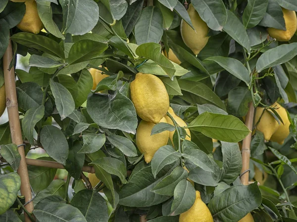 Limoni sul perenne albero di limone indoor. Agrumi, genere di alberi da fiore e arbusti — Foto Stock