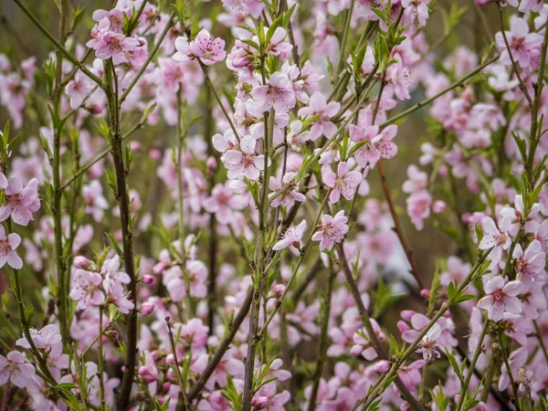 Ijs perzik boomtak in roze bloei. Lente seizoen. Fruit bomen voor tuinen — Stockfoto