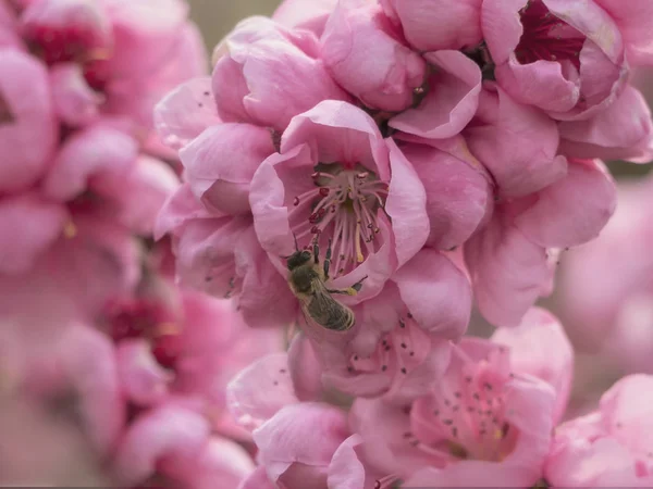 Honey Bee in bloeiende roze bloem. Lente landschap — Stockfoto