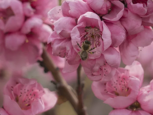 Honey Bee in bloeiende roze bloem. Lente landschap. Interieur foto — Stockfoto