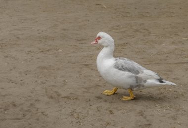 Muscovy ördek, Cairina moschata, büyük bir ördek