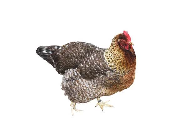 Chicken with colored feathers on white background. Isolated — Stock Photo, Image