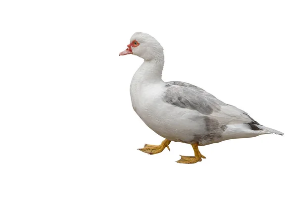Domestic Muscovy duck, Cairina moschata, a large duck. Isolated — Stock Photo, Image