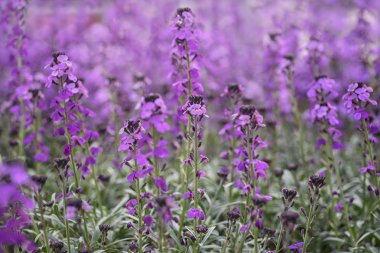 Erysimum, wallflower, lahana giller familyasından çiçekli bitkilerin cinsi