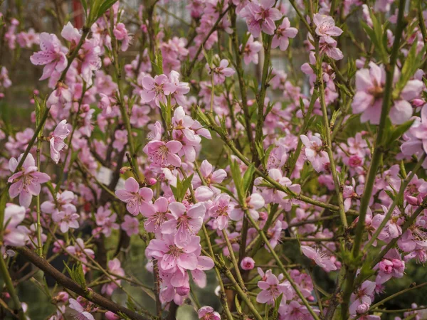 Ijs perzik boomtak in roze bloei. Fruit boom voor tuin — Stockfoto