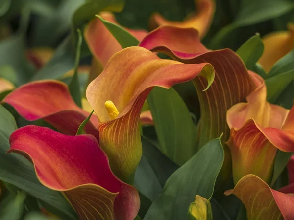 Grandes flores vermelho-alaranjadas de Zantedeschia Quatar, lírio arum, lírio calla, calla. Herbáceo, perene — Fotografia de Stock