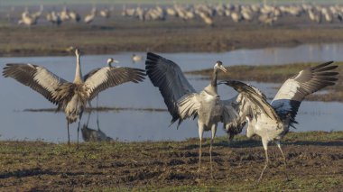 Dans eden turnalar. Kuşlar Doğal Habitatlar Ortak vinç. Hula Vadisi'nde kuş gözlemciliği