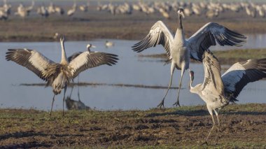 Dans eden turnalar. Kuşlar Doğal Habitatlar Ortak vinç. Kuzey İsrail'de Hula Vadisi'nde kuş gözlemciliği