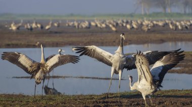Dans eden turnalar. Kuşlar Doğal Habitatlar Ortak vinç. Kuzey İsrail'deki Hula Vadisi'nde kuş gözlemciliği. Avrupa'dan Afrika ve Asya'ya seyahat eden kuşlar