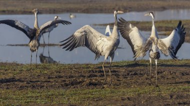 Dans eden turnalar. Doğal bir kuş habitat Common Crane. Gün doğumunda Hula Vadisi'nde kuş gözlemciliği