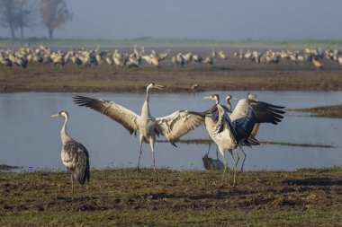 Dans eden turnalar. Kuşlar Doğal Habitatlar ortak vinçler. Hula Vadisi'nde kuş gözlemciliği, Doğa Koruma Alanı. Doğa manzarası