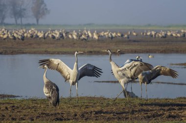 Dans eden turnalar. Doğal bir kuş habitat Common Crane. Kuzey İsrail'de gün doğumunda Hula Vadisi'nde kuş gözlemciliği