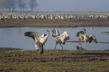 Dans eden turnalar. Doğal bir kuş habitatında ortak vinçler. İsrail'de gün doğumunda Hula Vadisi'nde kuş gözlemciliği. Doğa manzarası