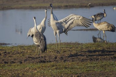 Dans eden turnalar. Doğal bir kuş habitatında ortak vinçler. Hula Vadisi'nde kuş gözlemciliği. Doğa manzarası