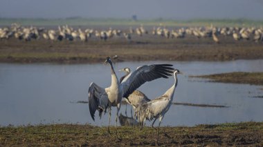 Dans eden turnalar. Doğal kuş habitatında ortak vinçler. İsrail'de gün doğumunda Hula Vadisi'nde kuş gözlemciliği. Doğa manzarası