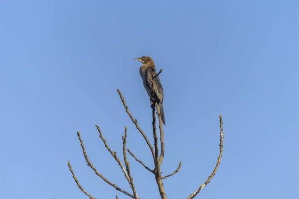 Kontynent wielki Kormoran, Phalacrocorax Carbo sinensis w siedliskach naturalnych. Dzikie ptaki w dolinie hula w Izraelu. Obserwacja ptaków w rezerwacie przyrody — Zdjęcie stockowe