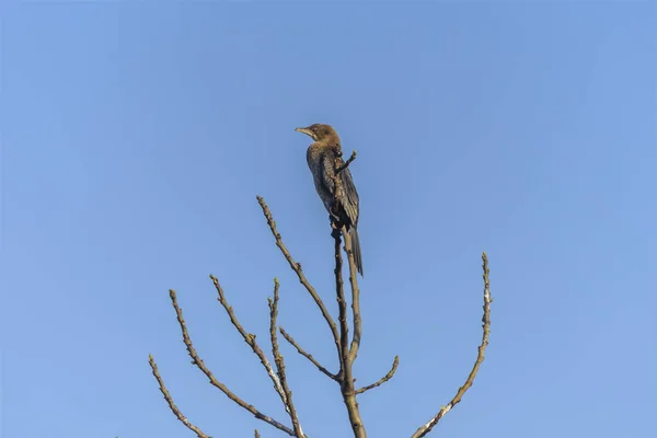 Pevninské Cormorant, Falacrocorax Carbo sinensis, v přírodních stanovištích. Divocí ptáci v údolí Hula v Izraeli. Ptačí pozorování v přírodní rezervaci — Stock fotografie