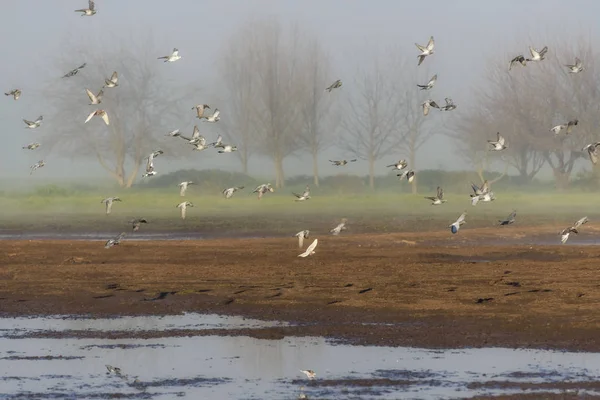 Schar fliegender Tauben im Hula-Tal in Israel. Vogelbeobachtung im Naturschutzgebiet. Naturlandschaft — Stockfoto