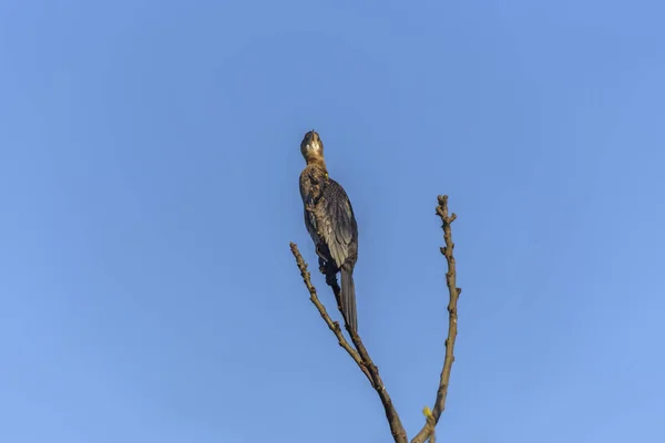Pevninské velké Cormorant, Phalacrocorax Carbo sinensis, na větvi, v přírodních stanovištích. Ptačí pozorování v přírodní rezervaci, Hula Valley — Stock fotografie