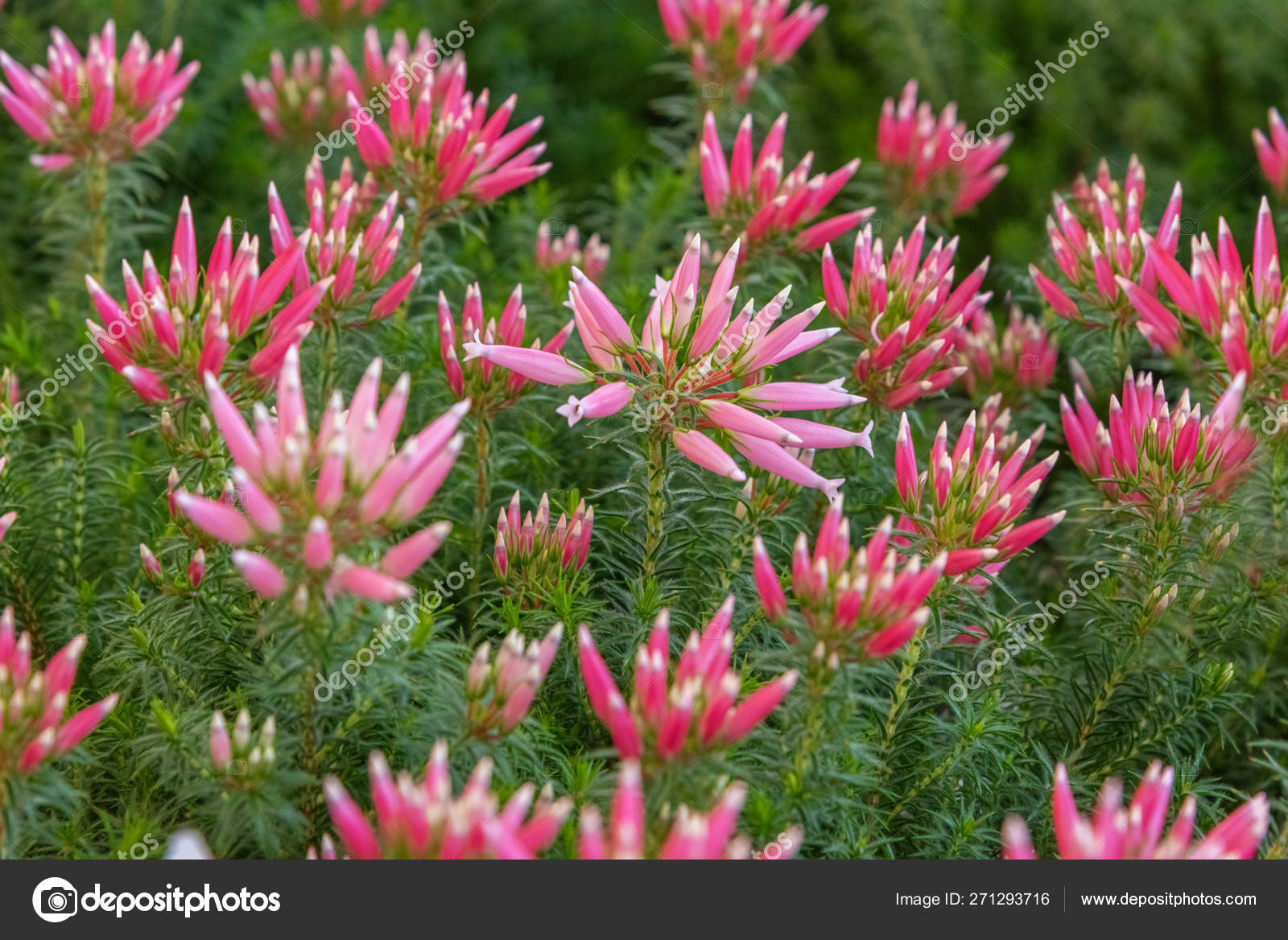Erica Ventricosa Italian Heather Erica Ventricosa Franschhoek Heath Porcelain Heath Italian Heather Giant Heather And Wax Heath Ornamental Plant For Garden Park Landscape Design Concept Stock Photo Konsultant Gmx De 271293716