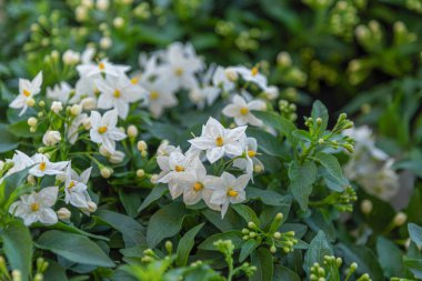 Solanum laxum, yaygın olarak, patates asma, patates tırmanıcı, yasemin nightshade. Bahçe, park, eskrim için dökmeyen süs bahçesi bitkisi