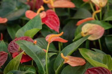 Antoryum, Antoryum scherzerianum, kuyruk çiçeği, flamingo çiçeği, laceleaf. Ev ve açık hava bitkileri
