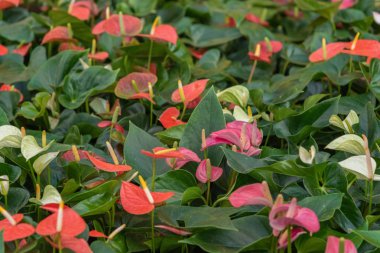 Antoryum, Antoryum scherzerianum, kuyruk çiçeği, flamingo çiçeği, laceleaf. Ev ve dış mekan için bitkiler