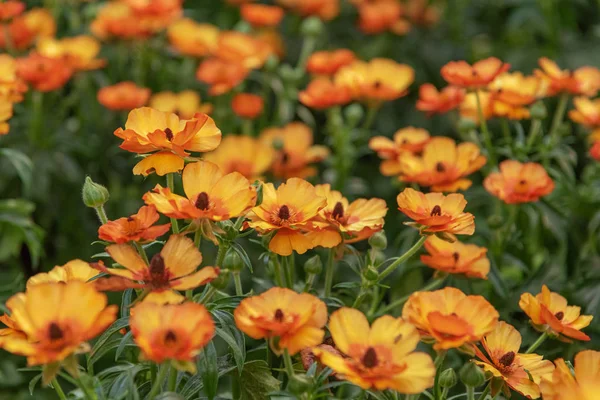 Ranunculus asiaticus, il ranuncolo persiano. Pianta ornamentale popolare nei giardini e in floristica — Foto Stock