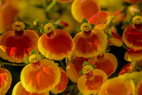 Calceolaria, lady's portemonnee, slipper bloem, Pocketbook bloem, slipperwort. Sier hybride voor tuinen, parken — Stockfoto