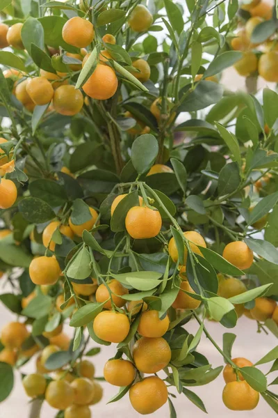 Calamansi, Citrus microcarpa, Citrofortunella mitis, Filippine lime. Ibrido di agrumi tra kumquat e mandarino arancio. Pianta ornamentale per giardini, vasi, contenitori giardini su terrazze — Foto Stock