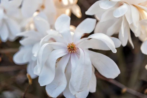 Magnolia Loebneri Wildcat. Witte gevulde bloeiende Magnolia — Stockfoto