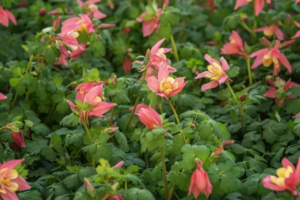 Aquilegia Hybrida, gorro de abuela, columbina. Flores populares para jardín, parques. Campo de flores rosadas. Concepto de diseño del paisaje — Foto de Stock