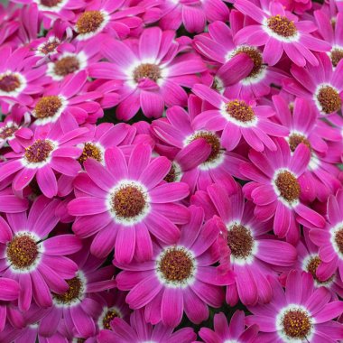 Cineraria, Senecio cruentus, balkon için popüler bir bitki. Peyzaj tasarımı için süs pembe beyaz bitki