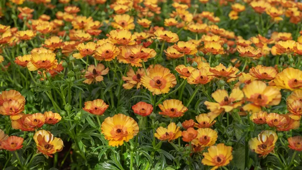 Ranunculus asiaticus, il ranuncolo persiano. Pianta ornamentale popolare per giardini, parchi. Concetto di progettazione del paesaggio — Foto Stock