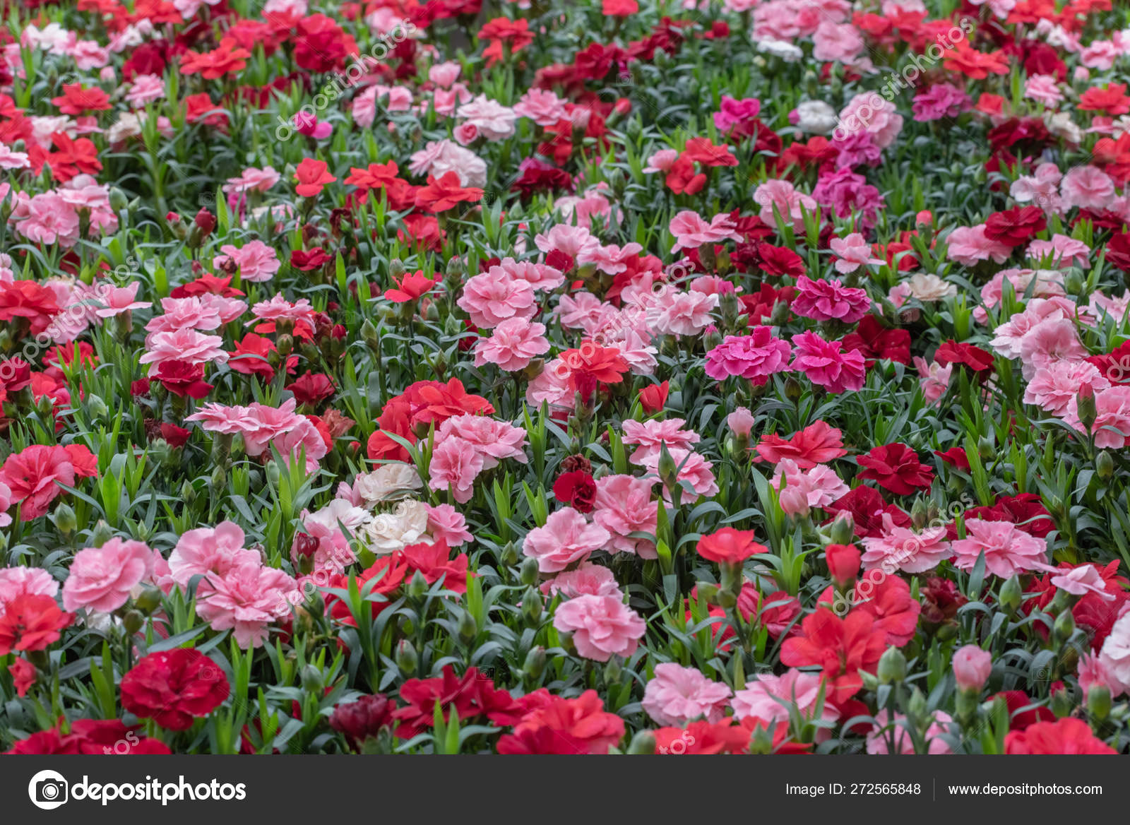 Dianthus caryophyllus, the carnation or clove pink, herbaceous
