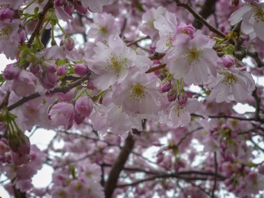 Japon kiraz ağacı çiçek açıyor. Bahar mevsimi. Bahçe, park, peyzaj tasarımı için enfes bitkiler. İç fotoğraf