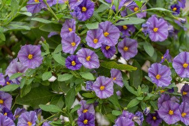 Likyalılar rantonnetii, mavi patates çalısı, Paraguay nightshade, Solanum rantonnetii. Güney Amerika'dan çiçekli bitki. Bahçe, park, balkon için Evergreen çalı
