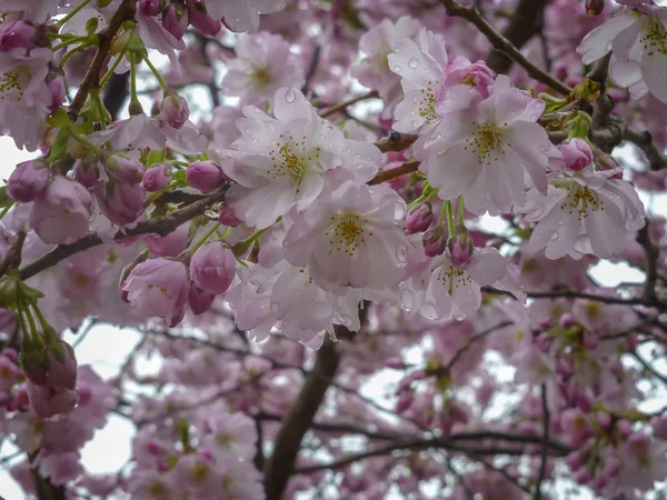 Japanse kersenboom in bloei. Lente seizoen. Prachtige planten voor Tuin, Park, landschapsontwerp. Interieur foto — Stockfoto