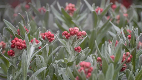 Helichrysum sanguineum, Kırmızı Everlasting, Yakut Kümesi. Dökmeyen süs bahçesi bitkisi
