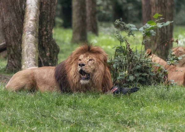 Leeuw, een gespierde, diep-borst mannelijke kat met een korte, afgeronde kop, een verminderde nek en ronde oren, en een harige Tuft aan het einde van de staart. Portret van liggende mannelijke leeuw — Stockfoto