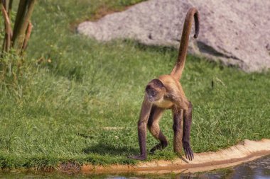 Örümcek maymunlar yeni dünya maymunlar cins atel ait olan