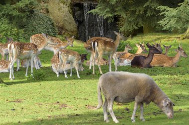 Sika geyik, Cervus Nippon sürüsü. Yaban hayatı ve hayvan fotoğrafı