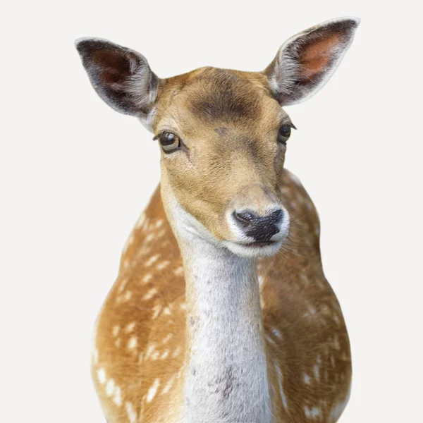 ニホンジカ鹿アヌスは、斑点鹿や日本の鹿としても知られています。分離 — ストック写真