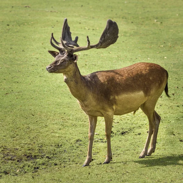 Kırmızı geyik en büyük geyik türlerinden biridir — Stok fotoğraf